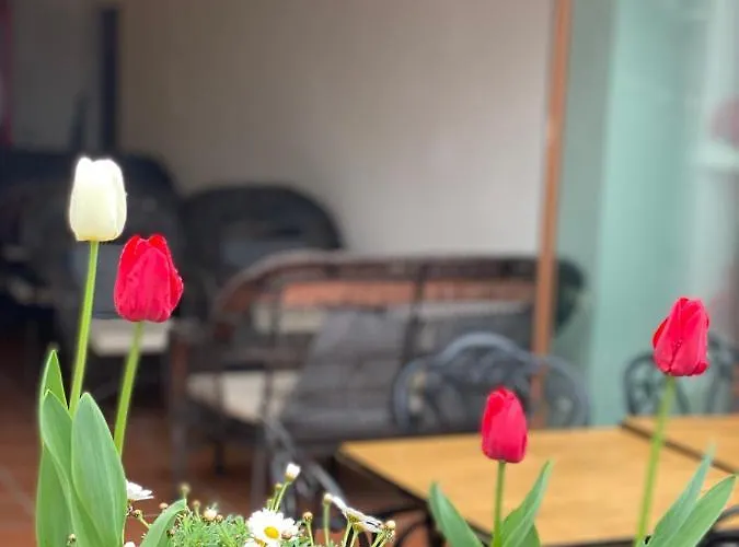 بلو سي ترابزون