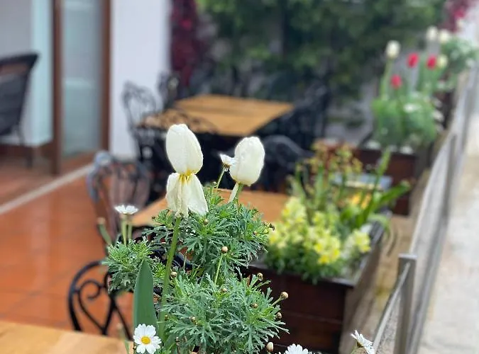 بلو سي فندق